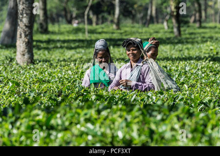 Le donne indiane prelevare le foglie di tè, per il solo uso editoriale, Assam, India Foto Stock