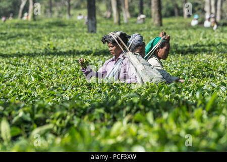 Le donne indiane prelevare le foglie di tè, per il solo uso editoriale, Assam, India Foto Stock