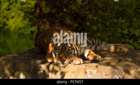 Tigre Siberiana sdraiato Foto Stock