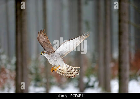 Astore, adulto, Zdarske vrchy, Bohemian-Moravian Highlands, Repubblica Ceca, (Accipiter gentilis) Foto Stock