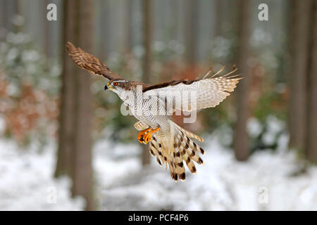 Astore, adulto, Zdarske vrchy, Bohemian-Moravian Highlands, Repubblica Ceca, (Accipiter gentilis) Foto Stock