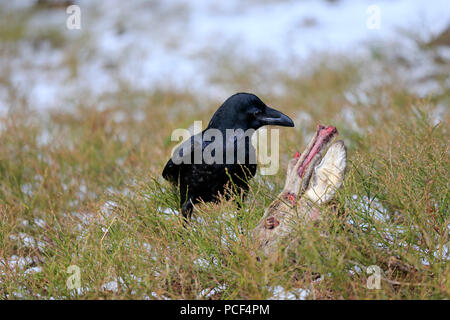 Raven comune, adulto, Zdarske vrchy, Bohemian-Moravian Highlands, Repubblica Ceca, (Corvus corax) Foto Stock