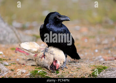 Raven comune, adulto, Zdarske vrchy, Bohemian-Moravian Highlands, Repubblica Ceca, (Corvus corax) Foto Stock
