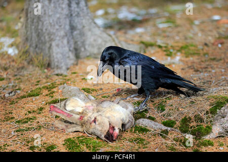 Raven comune, adulto, Zdarske vrchy, Bohemian-Moravian Highlands, Repubblica Ceca, (Corvus corax) Foto Stock