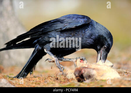 Raven comune, adulto, Zdarske vrchy, Bohemian-Moravian Highlands, Repubblica Ceca, (Corvus corax) Foto Stock