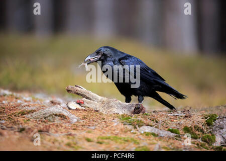 Raven comune, adulto, Zdarske vrchy, Bohemian-Moravian Highlands, Repubblica Ceca, (Corvus corax) Foto Stock