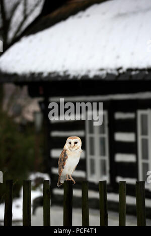 Il barbagianni, adulto, Zdarske vrchy, Bohemian-Moravian Highlands, Repubblica Ceca, (Tyto alba) Foto Stock