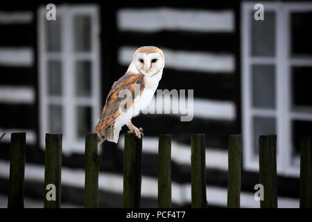 Il barbagianni, adulto, Zdarske vrchy, Bohemian-Moravian Highlands, Repubblica Ceca, (Tyto alba) Foto Stock