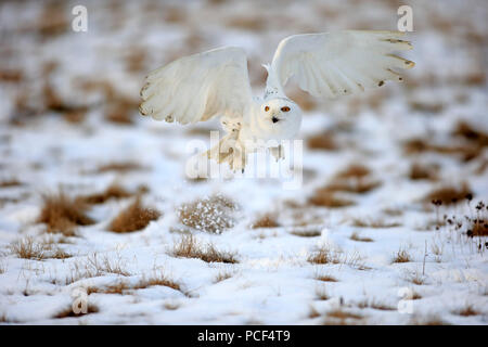 Civetta delle nevi, adulto, Zdarske vrchy, Bohemian-Moravian Highlands, Repubblica Ceca, (Nyctea scandiaca) Foto Stock