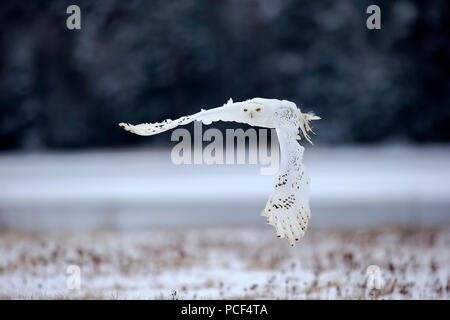 Civetta delle nevi, adulto, Zdarske vrchy, Bohemian-Moravian Highlands, Repubblica Ceca, (Nyctea scandiaca) Foto Stock