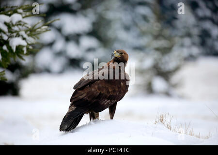 Golden Eagle, adulto, Zdarske vrchy, Bohemian-Moravian Highlands, Repubblica Ceca, (Aquila chrysaetos) Foto Stock