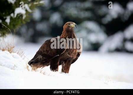 Golden Eagle, adulto, Zdarske vrchy, Bohemian-Moravian Highlands, Repubblica Ceca, (Aquila chrysaetos) Foto Stock