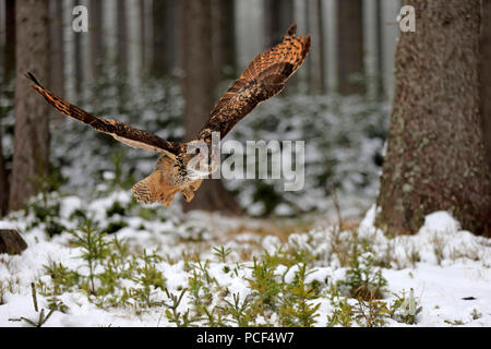 Il gufo reale, adulto, Zdarske vrchy, Bohemian-Moravian Highlands, Repubblica Ceca, (Bubo bubo) Foto Stock