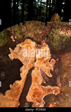 Fragranti tinder fungo (Phellinus pouzarii) Foto Stock