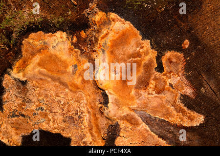 Fragranti tinder fungo (Phellinus pouzarii) Foto Stock