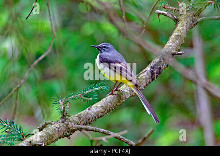 Grigio, wagtail (Motacilla cinerea) Foto Stock