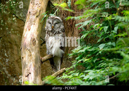 Ural allocco (Strix uralensis) Foto Stock