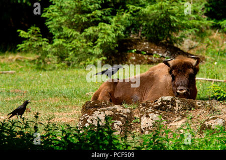 Il bisonte europeo e carrion crow, (Bison bonasus) Foto Stock