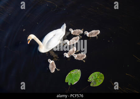 Un cigno e Cygnets nuoto da lily in un lago Foto Stock