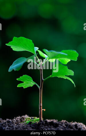 Junger Ginkgo-Baum, Ginkgo biloba Foto Stock