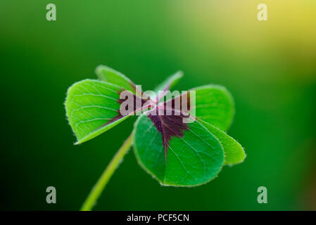 Gluecksklee, Kleeblatt, Oxalis tetraphylla Foto Stock