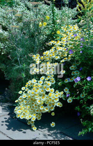 Blumenbeet mit Margeriten, Leucanthemum vulgare Foto Stock
