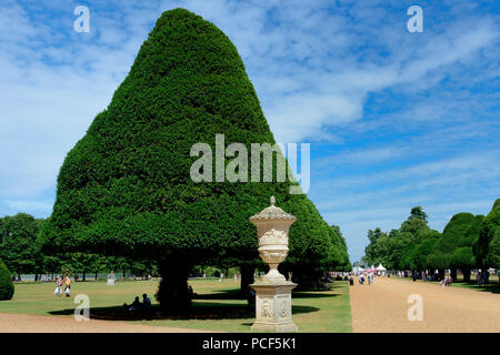 Eiben in Formschnitt, Eibenallee, Taxus baccata, Hampton Court Palace, Inghilterra, Grossbritannien, Europa, Formschnitteibe Foto Stock