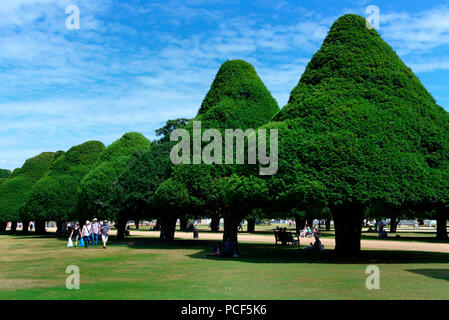 Eiben in Formschnitt, Eibenallee, Taxus baccata, Hampton Court Palace, Inghilterra, Grossbritannien, Europa, Formschnitteibe Foto Stock