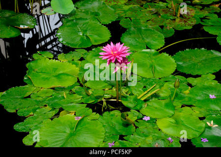 Seerose, Sorte Manassas, ninfei spec. Foto Stock