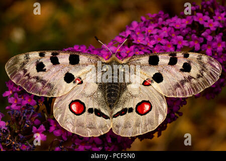 Apollo butterfly, (Parnassius apollo) Foto Stock