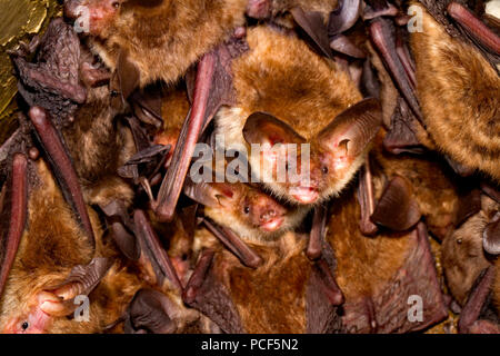 Bechstein di pipistrelli, (Myotis bechsteinii) Foto Stock