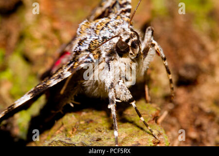 Dark crimson underwing tarma (Catocala sponsa) Foto Stock