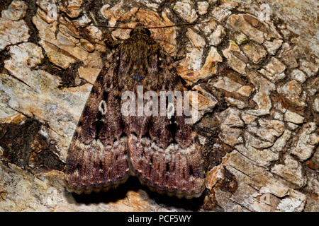 Il rame underwing tarma (Amphipyra pyramidea) Foto Stock
