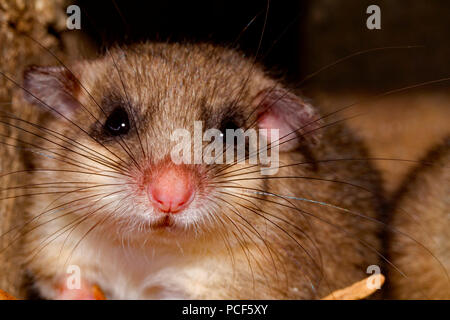 Moscardino commestibili, giovani (Glis glis) Foto Stock