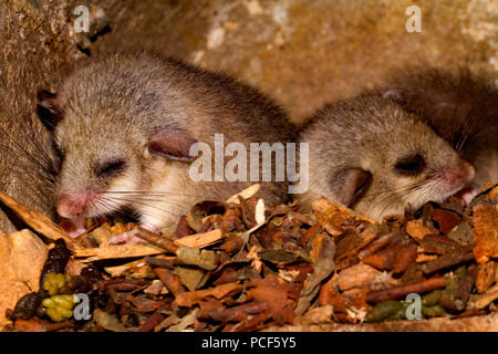 Moscardino commestibili, youngs di nidificazione di uccelli casella, (Glis glis) Foto Stock