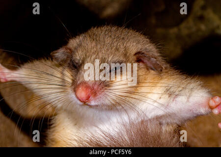 Moscardino commestibili, giovani (Glis glis) Foto Stock