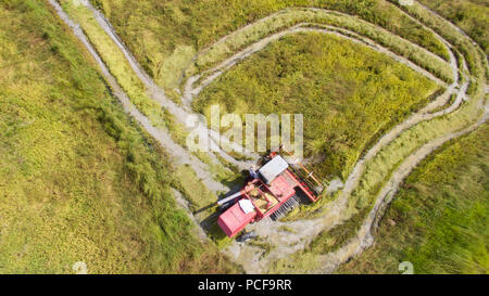 Vista aerea di una macchina mietitrebbiatrice la mietitura del riso in un campo di Panama Foto Stock