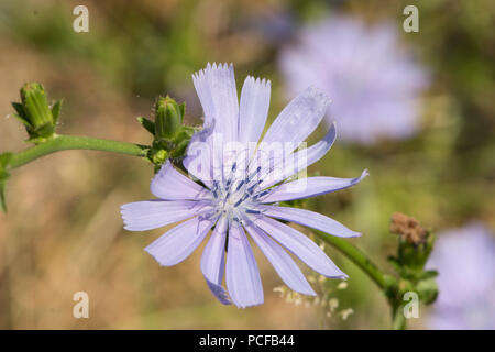 Cicoria Cichorium intybus, cicoria comune, cicorie, blu marinai, Coffeeweed, Sussex, Luglio Foto Stock