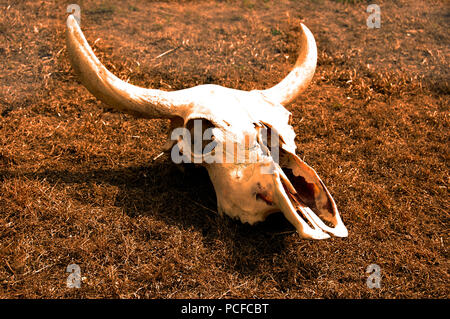 Chiudere uo di mucca teschio sul asciugata erba depecting morte Foto Stock