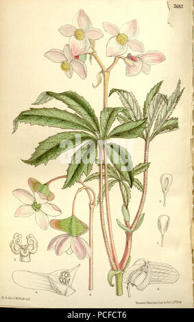 78 Begonia hemsleyana Foto Stock