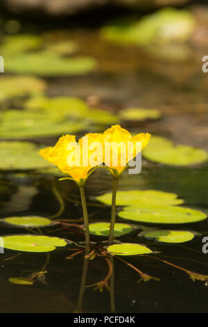 Orlata di acqua-lily, Nymphoides peltata, due fiori nel laghetto in giardino, giallo, Sussex, Regno Unito, Luglio Foto Stock