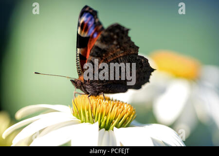 Unione peacock (Aglais io) su echinacea Foto Stock