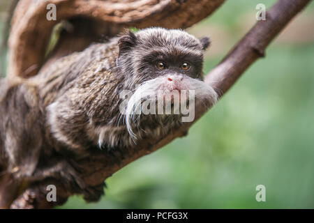 Tamarin Monkey sul ramo Foto Stock