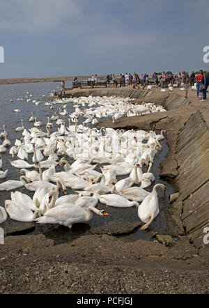 I visitatori osservano grandi numeri di cigni riuniranno al momento del pasto Abbotsbury Swannery Dorset Foto Stock