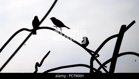 Potsdam, Germania. 02Aug, 2018. Un passero saldi su un pezzo di acciaio in un cantiere. Credito: Ralf Hirschberger/dpa/Alamy Live News Foto Stock