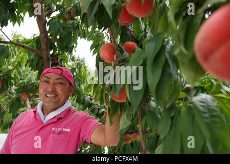 Seiichi Sato presidente di Marusei azienda frutticola in posa per una fotografia accanto a un albero di pesco durante il ''1000km staffetta a Tokyo 2018'' Promozione evento a Fukushima il 2 agosto, 2018, Giappone. L'evento annuale organizzato dal Governo Metropolitano di Tokyo, il Tokyo Associazione Sportiva e Tokyo Athletic Association vetrine i tentativi di recupero nel Tohoku area interessata dal 2011 Grande Oriente giappone terremoto. Il 15-giorno relè dalla Prefettura di Aomori a Tokyo è suddiviso in breve 1-2km i segmenti per incoraggiare la massima partecipazione. Credito: Rodrigo Reyes Marin/AFLO/Alamy Live News Foto Stock