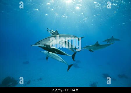 Mar Rosso, Sataya Reef, Marsa Alam, Egitto, Africa. 2 agosto, 2018. Il corteggiamento nel gruppo di delfini la stagione di accoppiamento. Delino Credito: Andrey Nekrasov/ZUMA filo/ZUMAPRESS.com/Alamy Live News Foto Stock