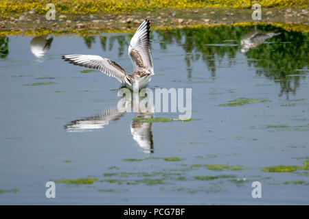Vista posteriore di una giovane seagull sbarco goffamente con grazia poco su acqua ancora Foto Stock