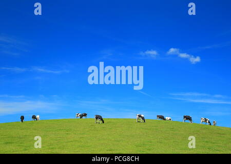 Allevamento di British Frisone pascolano i bovini sulla collina in East Devon Foto Stock