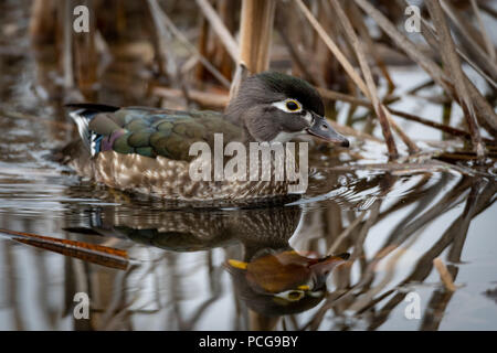 Femmine di anatra di legno (Aix sponsa) riflesso nell'acqua come nuota passato cattails in una palude. Foto Stock